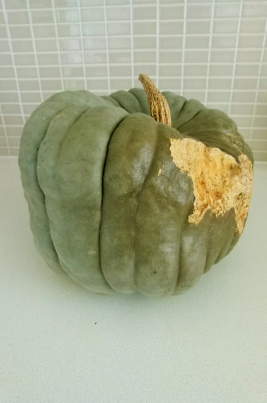 MissFoodFairy Jarrahdale pumpkin
