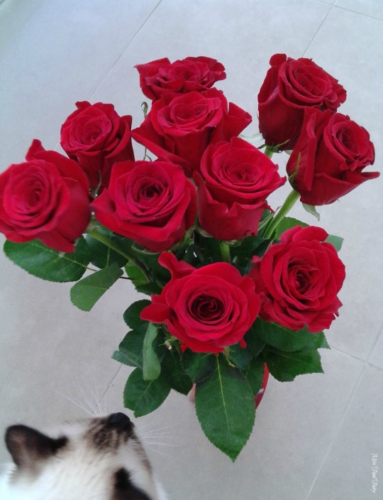 #IMK DEC15 #2 @MissFoodFairy