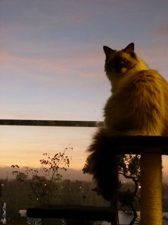 #IMKFEB2016 #5 @MissFoodFairy