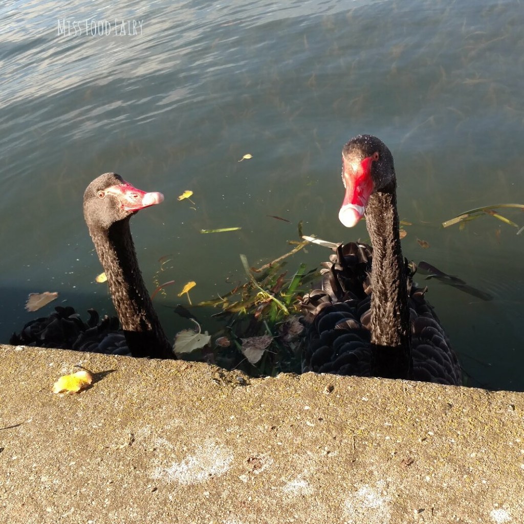 Black swans | Miss Food Fairy